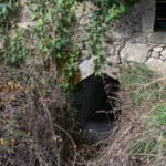 pirouniana_11 (11)