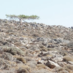 xirotonia_porfiriou_201825